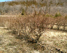 Burning Bush